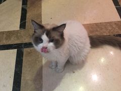 -猫色咖啡·猫咖