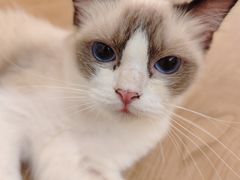 -1013 PET SHOP精品宠物商店(丁香店)