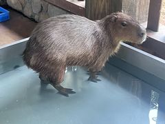 -海南热带野生动植物园