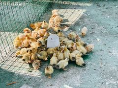 -前小桔亲子创意农场·草莓采摘·露营烧烤