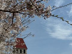 -青岛海景花园大酒店·白果树餐厅青岛菜