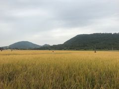 -艾米稻香小镇