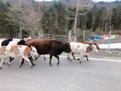 -硗碛藏寨·神木垒景区