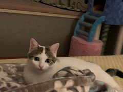 -伟伟宠物医院·CT影像中心·瑞派犬猫综合性门诊(汉口总院)