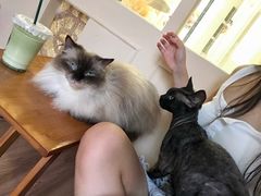 -楼上猫咖(罗湖店)