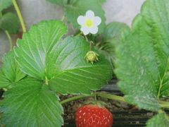 -大自然农场蔬菜草莓采摘园