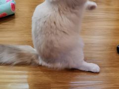 -滚猫咖啡·猫咖·猫友好撸猫(未来城店)