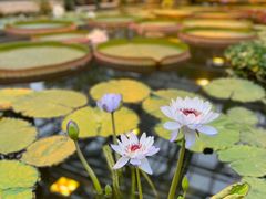 -国家植物园南园