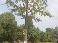 -金钉子远古世界景区