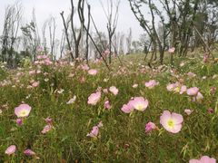 -白鹭湾湿地公园