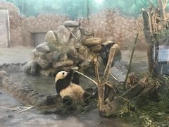 -成都大熊猫繁育研究基地