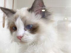 -青奢宠物·青奢猫舍