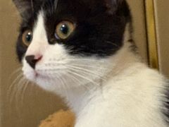 -四月宠物医院·猫专科·心脏专科·内科(转塘店)