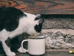 -喵屿·大理花园猫咖