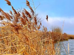 -盐城丹顶鹤湿地生态旅游区