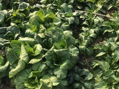 -乡乐园蟹庄·阳澄湖农家乐