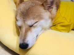 -逗柴咖啡屋·狗咖猫咖宠物桌游