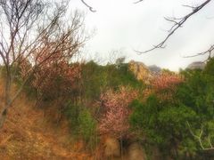 -北京凤凰岭