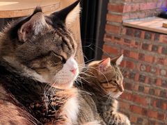 -豆逗聊愈猫阁Easy Life