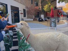 -J Create城市露营咖啡·简餐·宠物(上海动物园店)