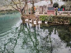 -靖西鹅泉风景区