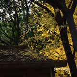 疯狂的金黄色，错过要等一年