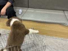 -pd派德宠物中心医院24H急重症·眼科中心·血液透析中心(嵩山北路店)