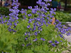 -国家植物园南园