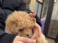 -萌宠之家·腊肠犬·马尔泰·小体犬舍