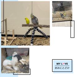 -Moni星球萌宠·小马宝莉·灵蛇·高端高阶全萌宠互动体验俱乐部(红豆国际广场店)