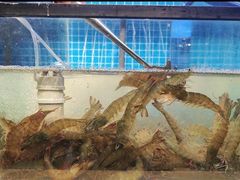 -海天盛宴潮汕蒸汽海鲜高端自助形象店