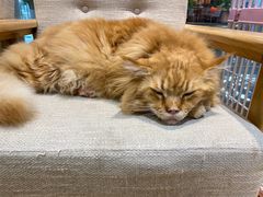 -藏猫猫咖啡主题馆(中央大道店)