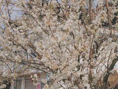 -樱桃山旅游景区