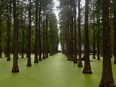 -渌洋湖湿地公园