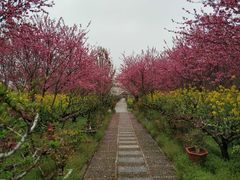-南汇桃花村