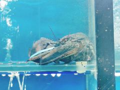 -老东镇啤酒屋海鲜加工·蒸汽海鲜·海鲜烧烤(台东店)