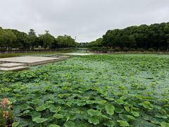 -上海鲜花港