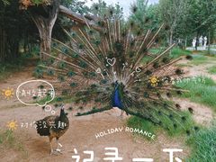 -云南野生动物园