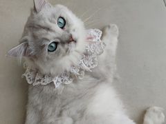 -怪兽屋·羊驼·猫咖·狗咖(俊华广场店)