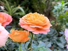 -山水茶艺馆·点心粤菜·30年老字号