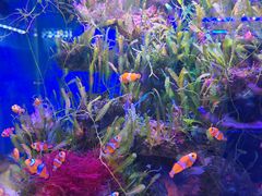 -青石桥花鸟鱼虫市场(叠翠城店)