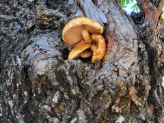 -云岫谷游猎自然风景区