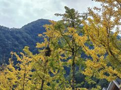 -牛背梁国家森林公园