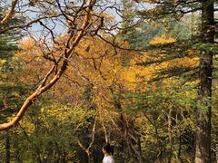 -芦芽山旅游度假区