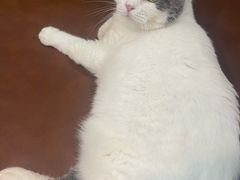 -MOCHA明星猫咖(田子坊店)