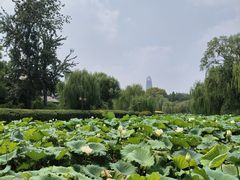 -济南大明湖景区