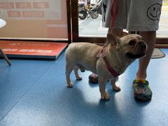 -创凡宠物医院·骨专科  猫科中心(西乡分院)