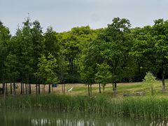 -贡湖湾湿地公园
