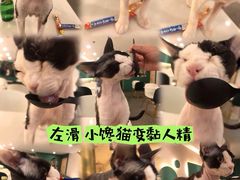 -飞行喵MR PILOT|猫舍·猫咖(静安大融城店)
