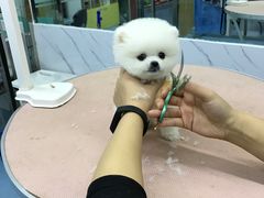 -瑞派宠物医院·24小时骨科·心脏·核磁(哈尔滨南岗店)